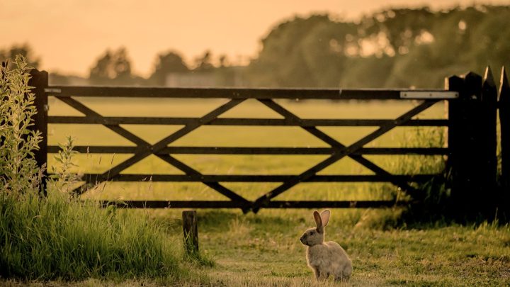 Fotowedstrijd - Naar Buiten