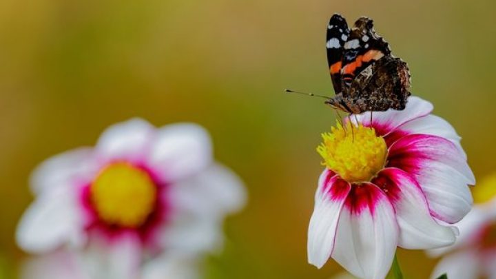 Workshop 'Macrofotografie met je smartphone' 4 juli