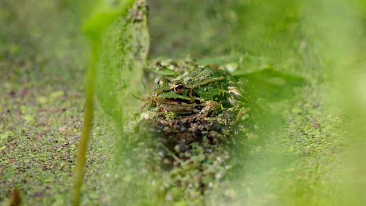 Workshop 'Macrofotografie met je smartphone' 10 juni